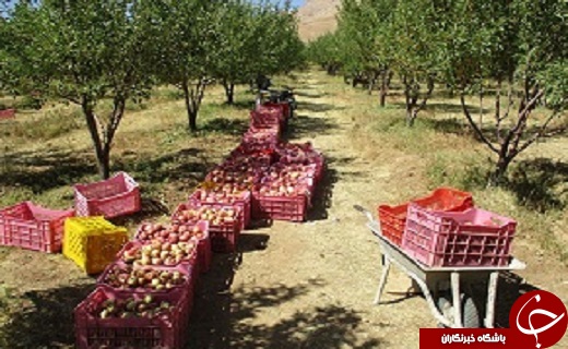 ۶ کشته و زخمی در واژگونی سواری سمند/وجود ۹۲۰ معلم و دانش آموز شهید در آذربایجان غربی/افزایش صادرات سیب درختی آذربایجان غربی