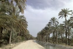 آفت سوسک سرخرطومی تهدید جدی برای نخیلات استان بوشهر است