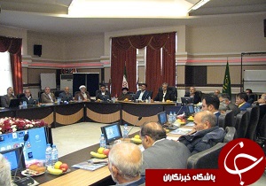 تولید زیتون با جوانسازی باغات مسن افزایش می‌یابد