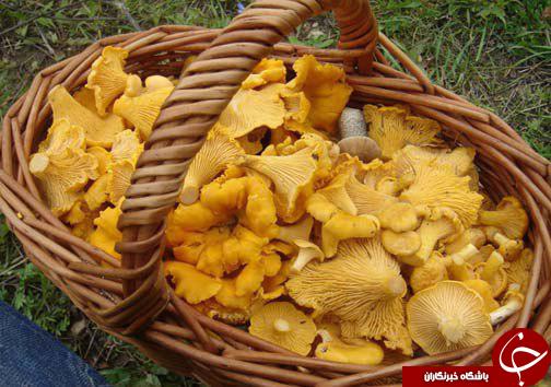 زرد کیجا، قارچ وحشی با طعم گوشت