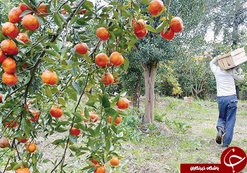 مرکبات مازندران در بن بست صادرات