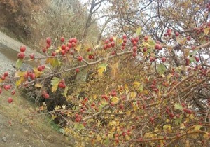 آغاز برداشت زالزالک از مناطق کوهستانی اشنویه