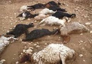تلف شدن ۵۰ رأس دام در آتش سوزی منطقه عشایر