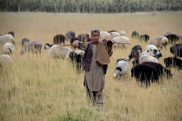 داعش در ولایت جوزجان 3 چوپان و 1800 رأس دام را با خود برد