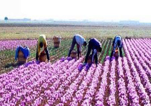 درآمد دومیلیاردی کشاورزان بهشهر از فروش طلای سرخ