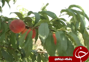نبود صنایع فناوری محصولات باغی اساسی ترین مشکل باغداران لرستان