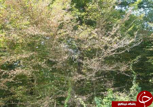 پذیرایی سرد از مهمان ناخوانده جنگل&zwnj;های شمال / رهایی شمشاد&zwnj;های آلوده به آفت شب پره با آمدن فصل سرما