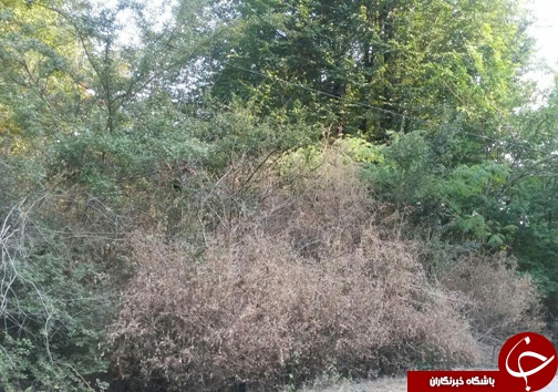 پذیرایی سرد از مهمان ناخوانده جنگل&zwnj;های شمال / رهایی شمشاد&zwnj;های آلوده به آفت شب پره با آمدن فصل سرما