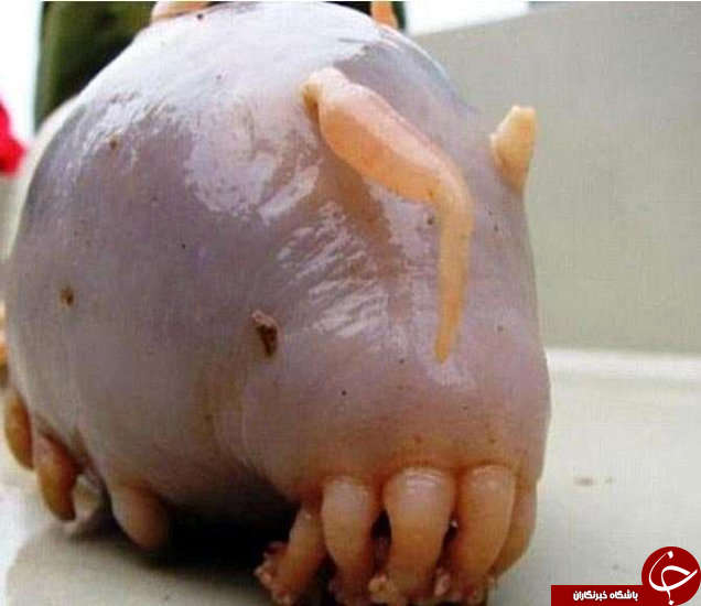 عجیب ترین موجودات آبی از صخره زنده تا شیطان سیاه دریا +فیلم