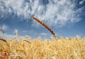 رونمایی از 3 گونه گندم و جو در اردبیل
