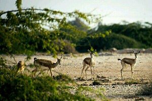 سایت دیمه، 120 راس آهو دارد