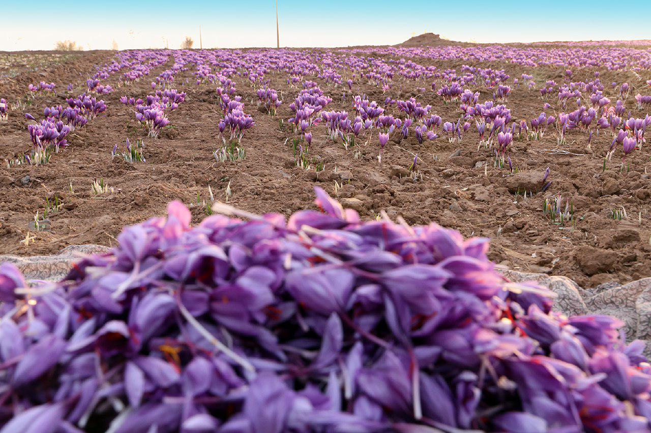 خرید توافقی زعفران در تربت حیدریه به مرز ۷ تن رسید