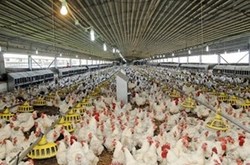 نظارت دامپزشکی بر ورود بیش از یک&zwnj;میلیون جوجه یک&zwnj;روزه در شهرستان دشتی