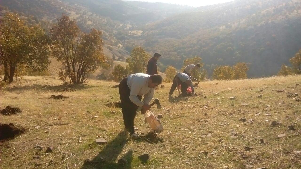 اجرای طرح غنی سازی جنگل های زاگرس +تصاویر