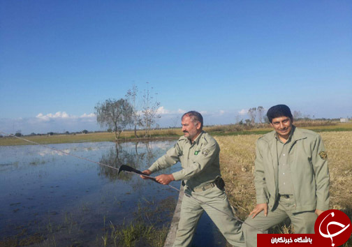 جمع آوری دام هوایی درشهرستان آمل + تصاویر جمع آوری دام هوایی درشهرستان آمل + تصاویر