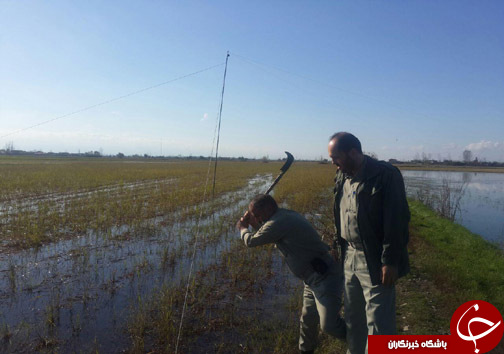 جمع آوری دام هوایی درشهرستان آمل + تصاویر جمع آوری دام هوایی درشهرستان آمل + تصاویر