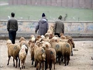 باندسرقت سریالی احشام در کمند پلیس استان مرکزی