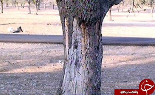 از آفت سوسک بلوط خوار بلای جان درختان زاگرس تا کارآفرینی زنان روستایی +فیلم