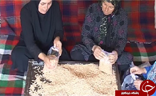 از آفت سوسک بلوط خوار بلای جان درختان زاگرس تا کارآفرینی زنان روستایی +فیلم