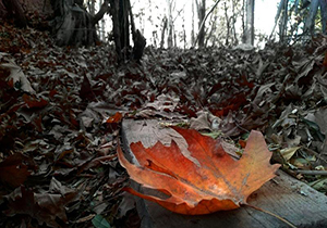 وضعیت جوی روز چهارشنبه ۸ آذر ماه استان فارس
