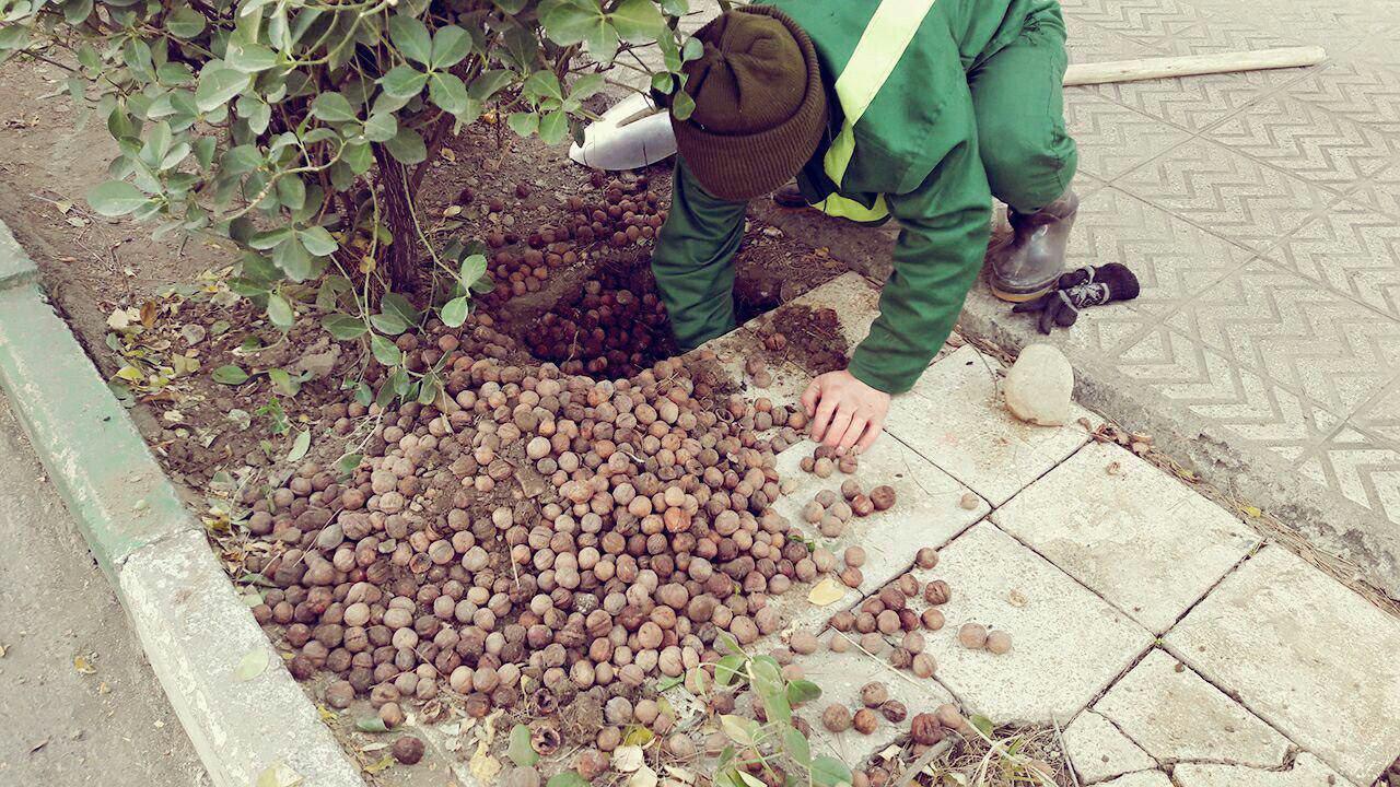 ماجرای انبار گردوها و موش در تهران چه بود؟