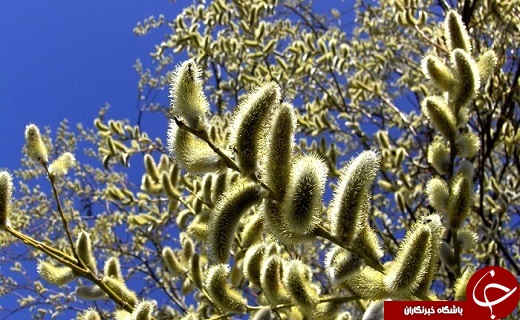 شکوفه های بیدمشک طلایه دار بهار در ارومیه