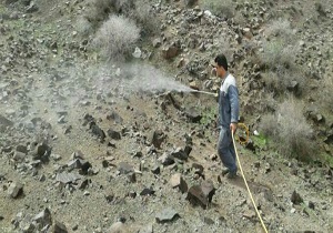 آغاز مبارزه با آفت ملخ در منطقه طارم سفلی