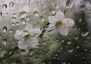 آسمان استان قزوین بارانی می شود