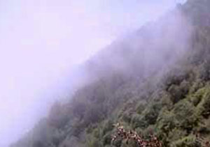 آتش سوزی درارتفاعات بارانکوه گرگان