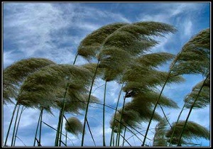 وزش بادشدید در خراسان جنوبی