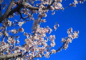 طبیعت بهاری و زیبا در سمیرم + تصاویر