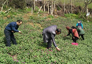 برداشت گل گاو زبان در میلاش اشکورات