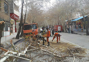 شکسته‌شدن سه درخت چناردر خوانسار
