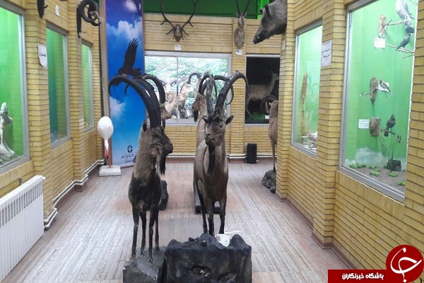 بازدید رایگان گردشگران نوروزی از موزه تاریخ طبیعی آذربایجان شرقی