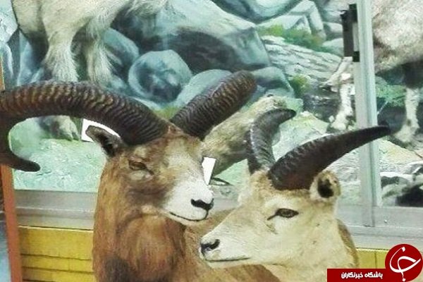 بازدید رایگان گردشگران نوروزی از موزه تاریخ طبیعی آذربایجان شرقی