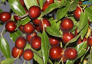 ثبت جهانی عسل عناب و زرشک تا سال ۲۰۱۹