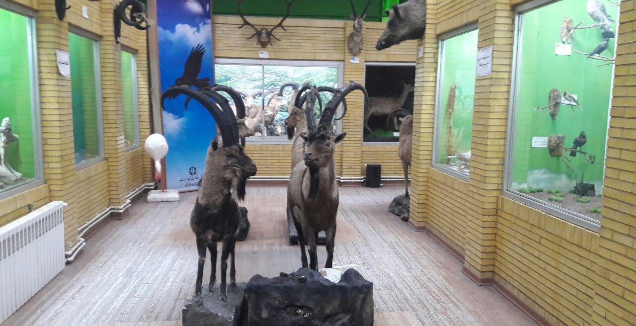 بازدید رایگان از موزه تاریخ طبیعی آذربایجان شرقی