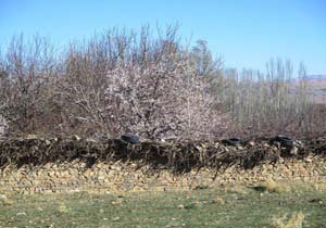 نمایی از طبیعت بهاری در سمیرم + تصاویر