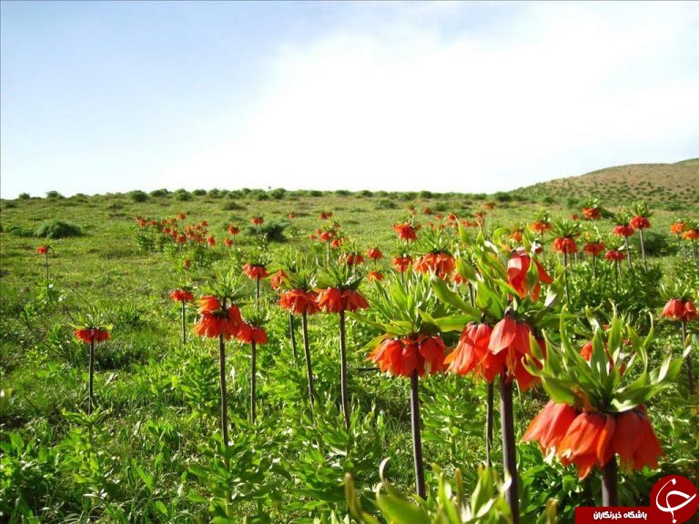 نوروز در سوئیس ایران؛ از منطقه کوهرنگ تا پل زمان خان +تصاویر و شناسه مسیرها نوروز در سوئیس ایران؛ از منطقه کوهرنگ تا پل زمان خان +تصاویر و شناسه مسیرها