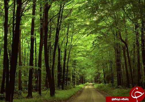 بیش از ۴۰۰ هکتار تخریب جنگل / طبیعتی که متعلق به تمام نسل هاست