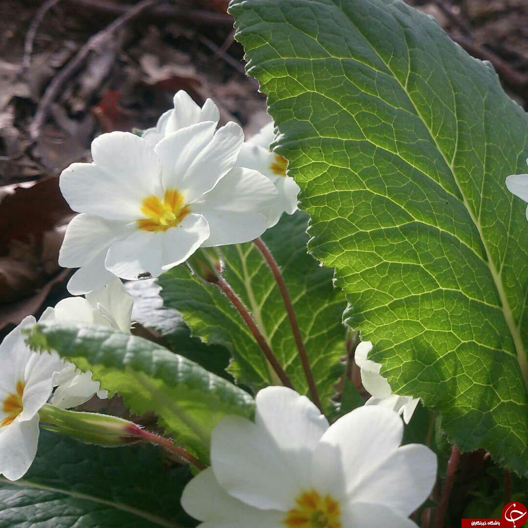 طبیعت زیبا و بکر در کلاله + تصاویر