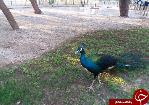 لذت گردش یک روز تماشایی در باغ پرندگان بندرعباس + عکس