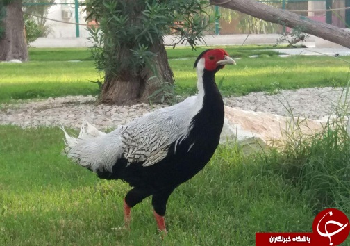 لذت گردش یک روز تماشایی در باغ پرندگان بندرعباس + عکس