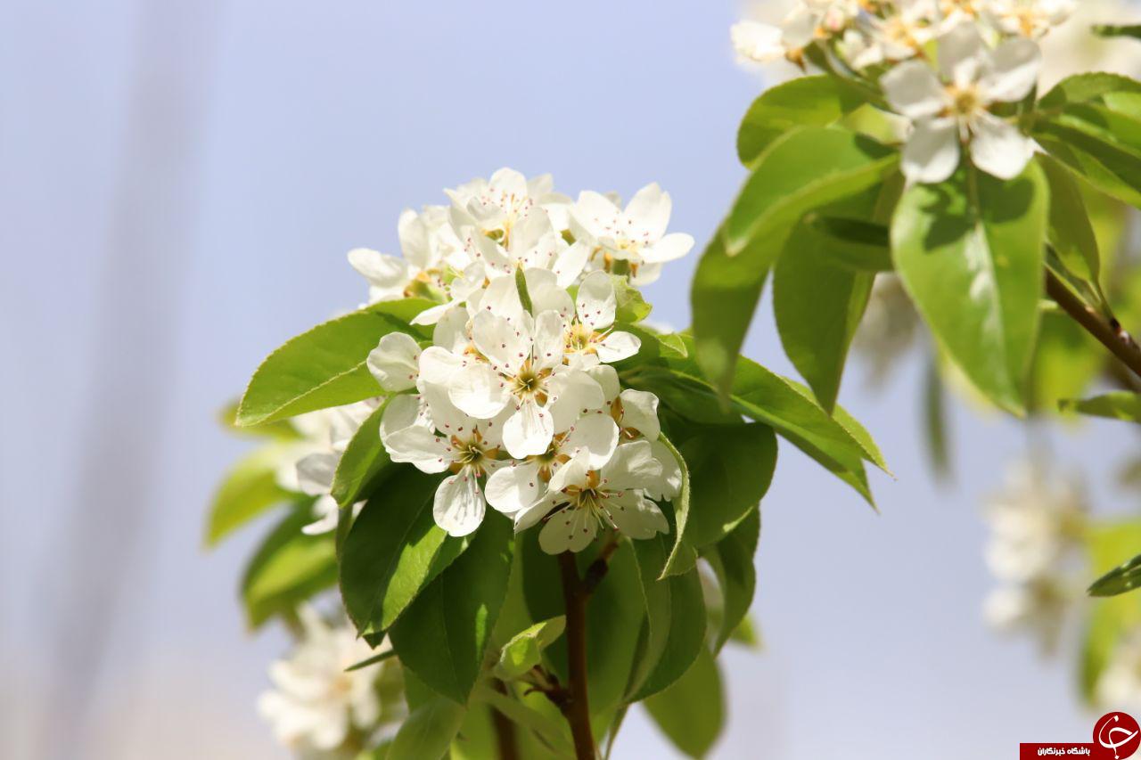 تصاویری از طبیعت بهاری و بکر در یاسوج تصاویری از طبیعت بهاری و بکر در یاسوج
