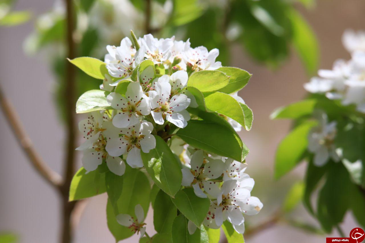تصاویری از طبیعت بهاری و بکر در یاسوج تصاویری از طبیعت بهاری و بکر در یاسوج