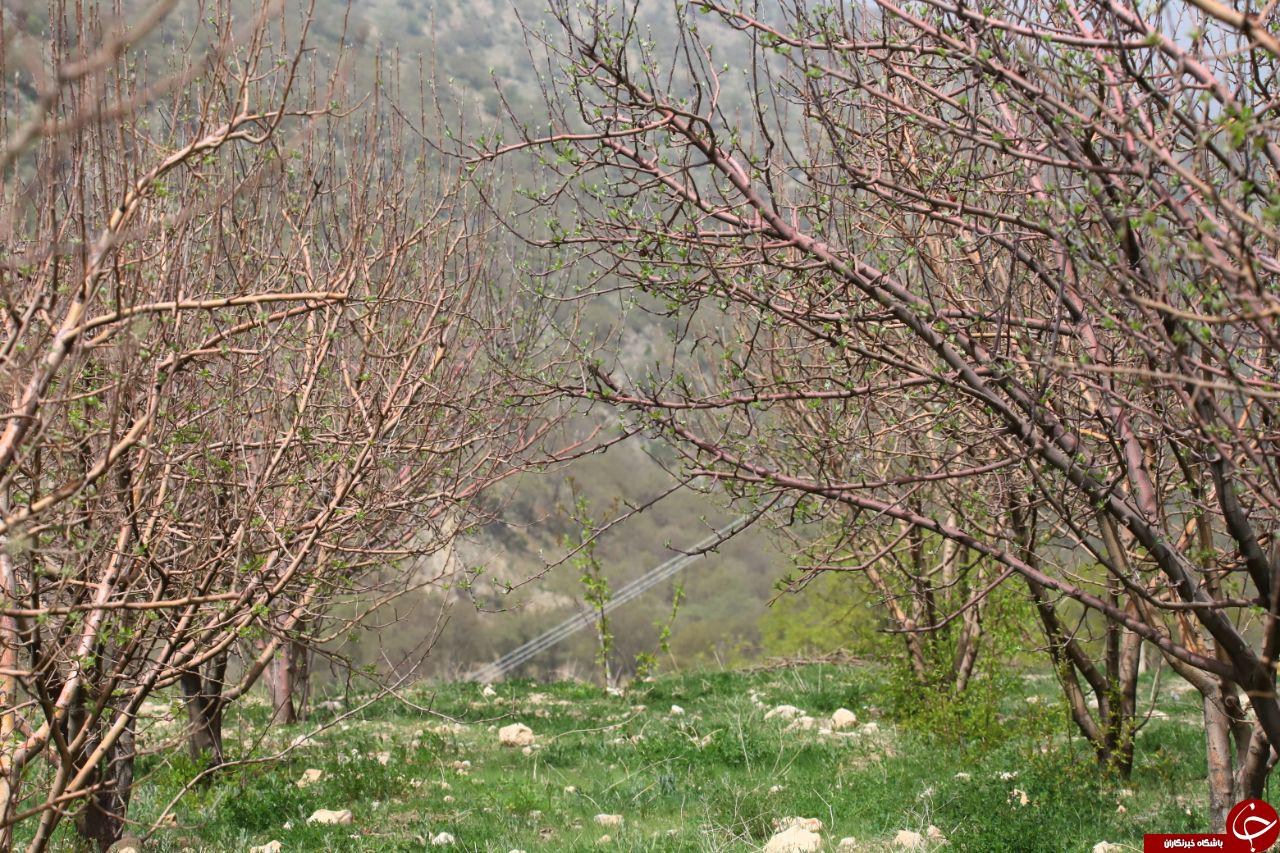 تصاویری از طبیعت بهاری و بکر در یاسوج تصاویری از طبیعت بهاری و بکر در یاسوج