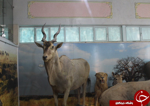 حضور گردشگران نوروزی در موزه طبیعت و حیات وحش خرم آباد