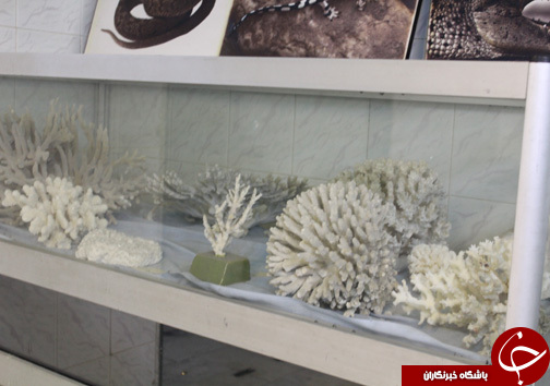 حضور گردشگران نوروزی در موزه طبیعت و حیات وحش خرم آباد