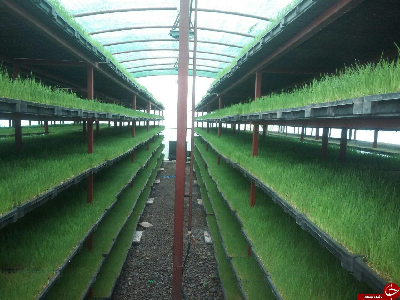 سبز کردن نشاء برنج در روستای مرداب&zwnj;بن + فیلم و تصاویر