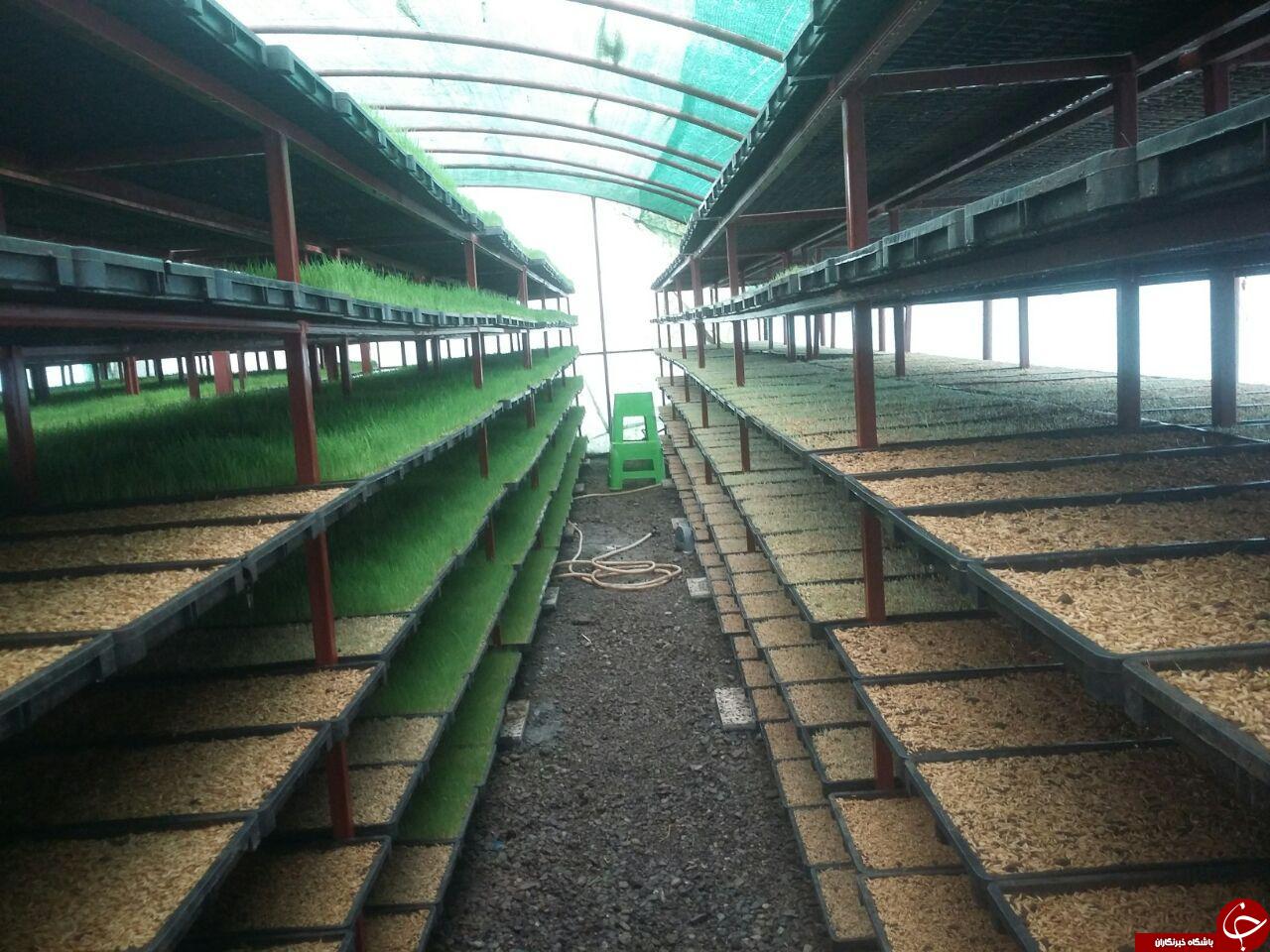 سبز کردن نشاء برنج در روستای مرداب&zwnj;بن + فیلم و تصاویر